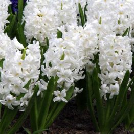 Hyacinthus single-Carnegie 3-1
