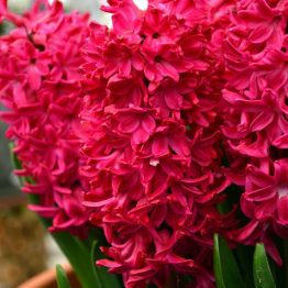 Hyacinthus single-Jan Bos 3-1