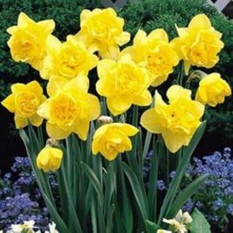 Narcissus Double-Dick Wilden