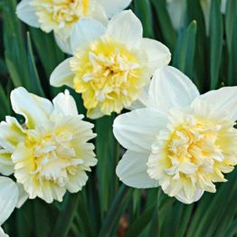 Narcissus Double-Ice King