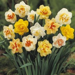 Narcissus Double Mix