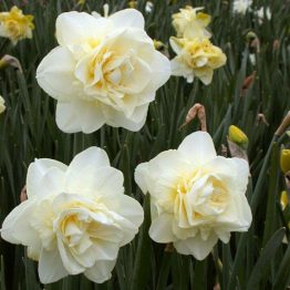 Narcissus Double-Obdam 5-1