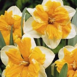 Narcissus Double-Orangery