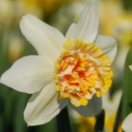 Narcissus Double-Petit Four 5-1