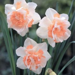 Narcissus Double-Replete