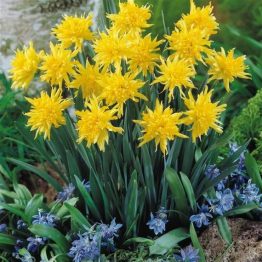 Narcissus Double-Rip van Winkle