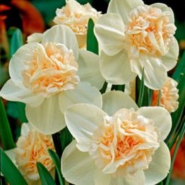 Narcissus Double-Rosy Cloud 5-1