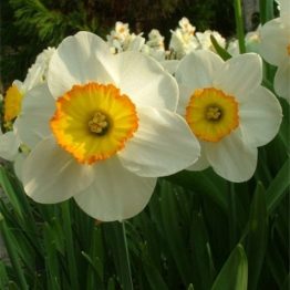 Narcissus Large Flowering-Flower Record