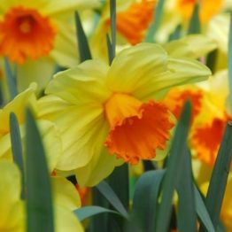 Narcissus Large Flowering-Fortissimo