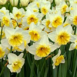 Narcissus Large Flowering-Ice Follies