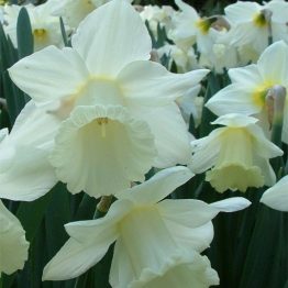 Narcissus Large Flowering-Mount Hood