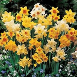 Narcissus Large Flowering-Narcissus Mix