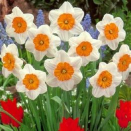 Narcissus Large Flowering-Professor Einstein