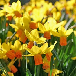 Narcissus Single-Jetfira