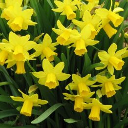 Narcissus Single-Tete a Tete