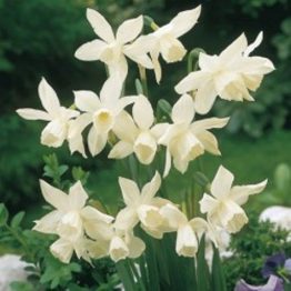 Narcissus Single-Thalia