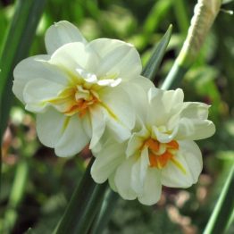 Narcussus Double-Sir W. Churchill