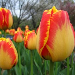 Tulipa Darvin Hybride-Banja Luka