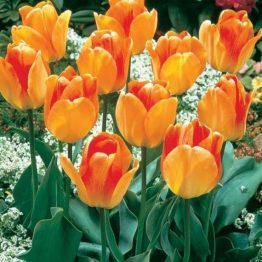 Tulipa Darvin Hybride-Daydream