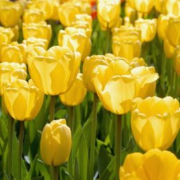Tulipa Darvin Hybride-Golden Parade