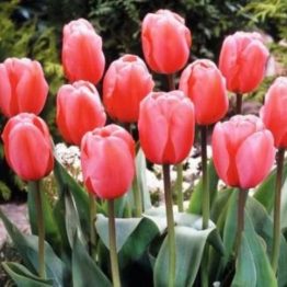 Tulipa Darvin Hybride-Pink Impression