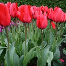 Tulipa Darvin Hybride-Red Impression