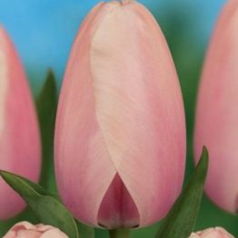 Tulipa Darvin Hybride-Salmon Impression