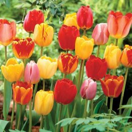 Tulipa Darvin Hybride-Tulipa Mix