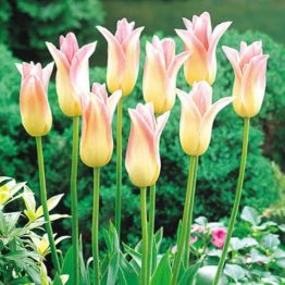 Tulipa Lily Flowering-Elegant Lady