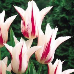 Tulipa Lily Flowering-Marilyn