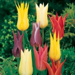 Tulipa Lily Flowering-Tulipa Mix