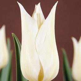Tulipa Lily Flowering-White Elegance