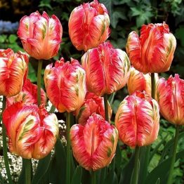 Tulipa Parrot-Apricot Parrot