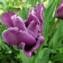 Tulipa Parrot-Blue Parrot
