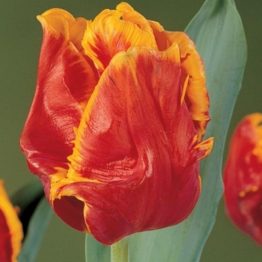 Tulipa Parrot-Bright Parrot