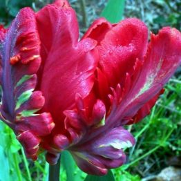 Tulipa Parrot-Rococo