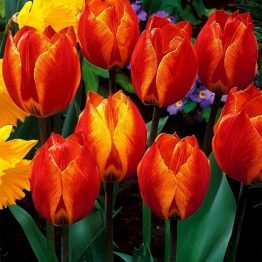 Tulipa Single Early-Flair