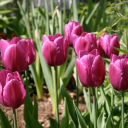 Tulipa Single Early-Pirple Prince