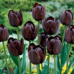 Tulipa Single Late-Queen Of Night
