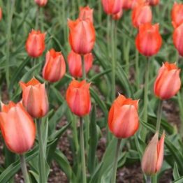 Tulipa Single Late- Temple's Favorite