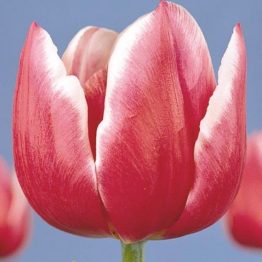 Tulipa Triumph-Debutante