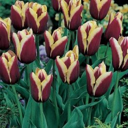 Tulipa Triumph-Gavota