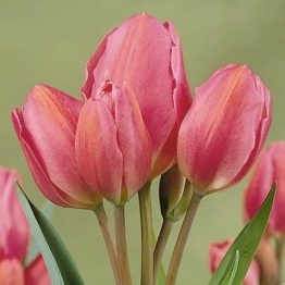 Tulipa Triumph-Happy Family