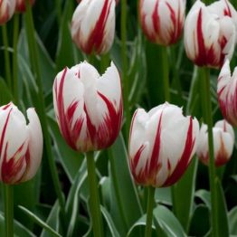 Tulipa Triumph-Happy Generation