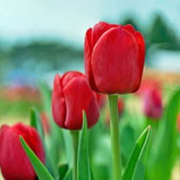 Tulipa Triumph-Iie De France
