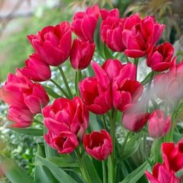 Tulipa Triumph-Mery Go Round