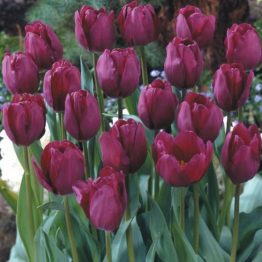 Tulipa Triumph-Negrita