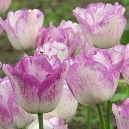 Tulipa Triumph-Shirley