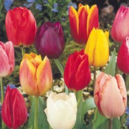 Tulipa Triumph-Tulipa Mix