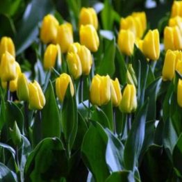 Tulipa Triumph-Yellow Flight